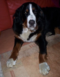 000_3453_bearbeitet-1