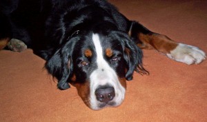 000_3876_bearbeitet-2